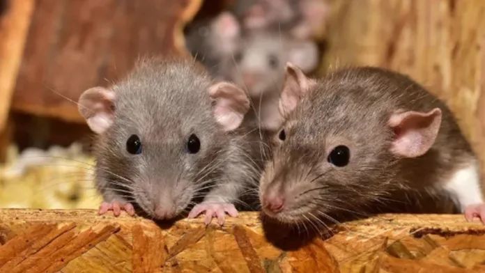 Ratos são considerados um dos animais mais invasores do mundo por prejudicar a vida selvagem, danificar propriedades, contaminar alimentos e transmitir doenças. Mas duas cidades no mundo são conhecidas por aspectos opostos em relação aos roedores. Enquanto uma província do Canadá erradicou os ratos, a capital de Portugal lida com a proliferação deles.

